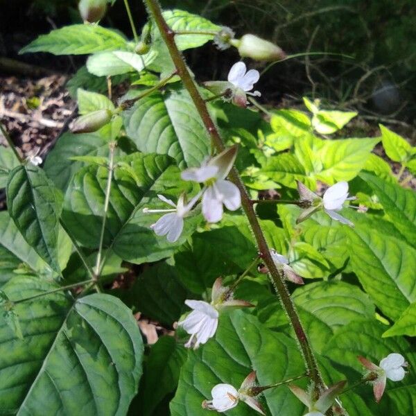 Circaea lutetiana Fiore