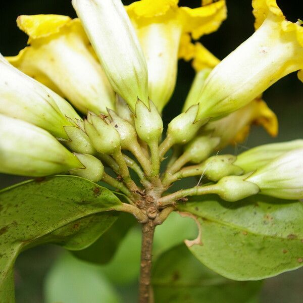 Schultesianthus leucanthus Flor