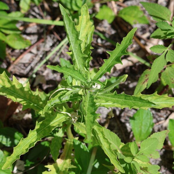 Hippobroma longiflora পাতা