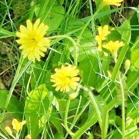 Crepis praemorsa Žiedas