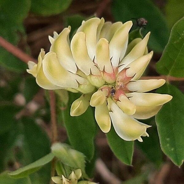 Astragalus glycyphyllos Květ