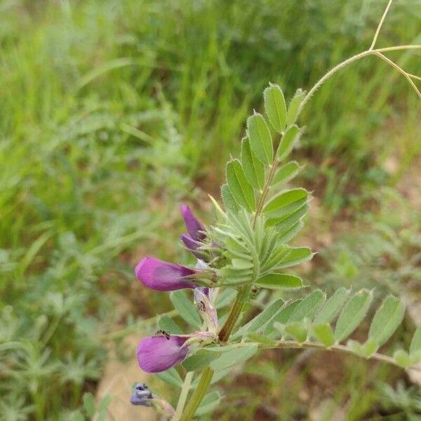 Vicia sativa Blatt