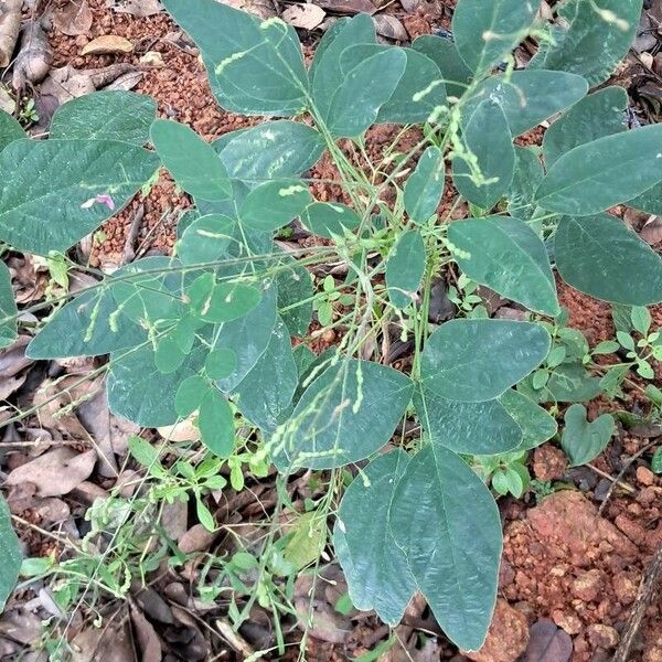 Desmodium tortuosum Blad