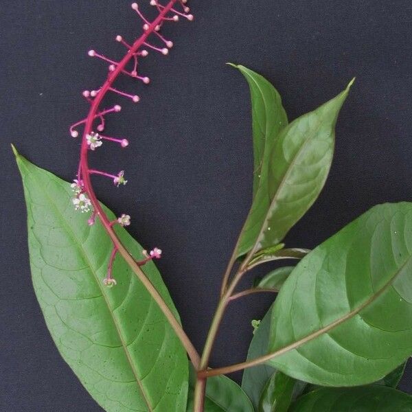 Phytolacca rivinoides Anders