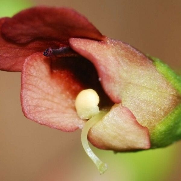 Scrophularia marilandica Flower