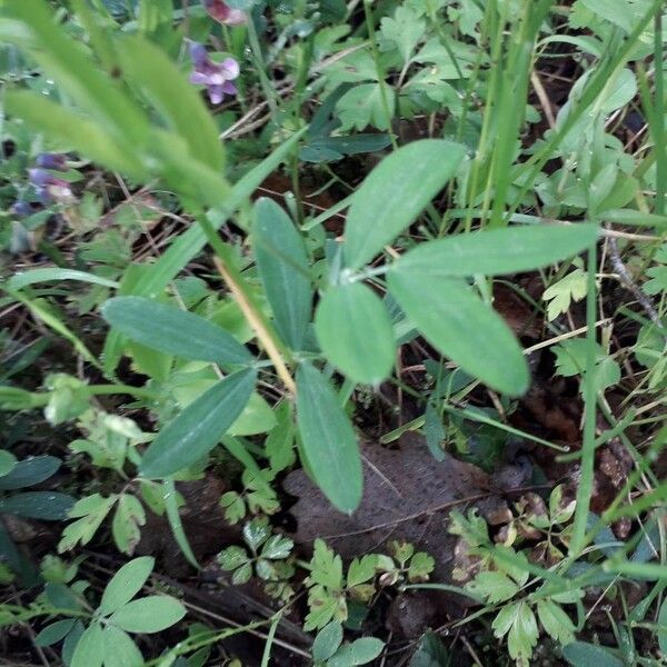 Lathyrus linifolius Hostoa