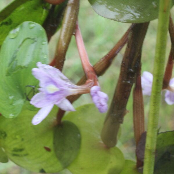 Heteranthera limosa Квітка