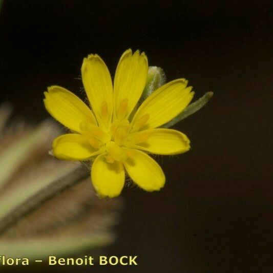 Koelpinia linearis Flower