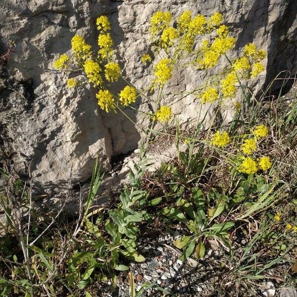 Isatis tinctoria Hábito