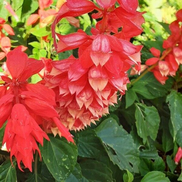 Salvia splendens Floare