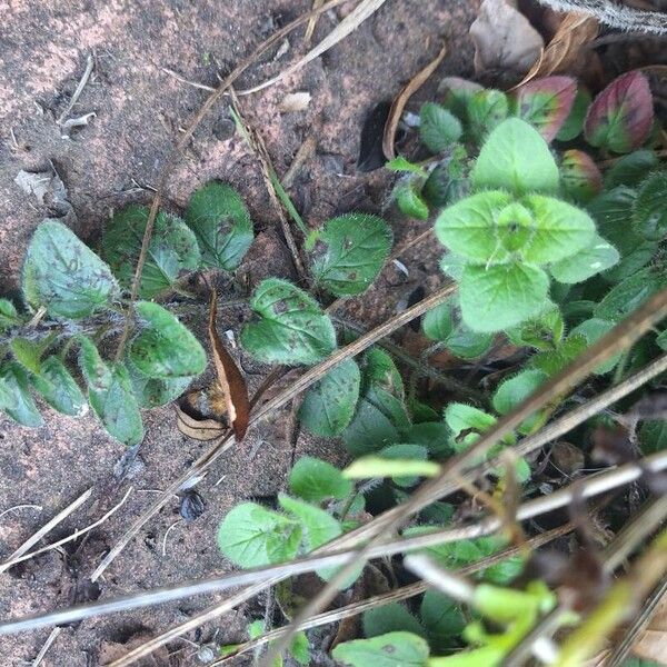 Origanum vulgare Blatt