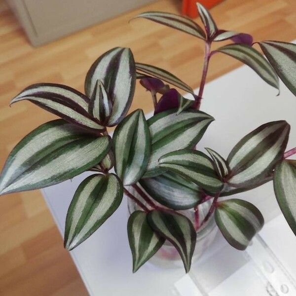 Tradescantia zebrina ഇല