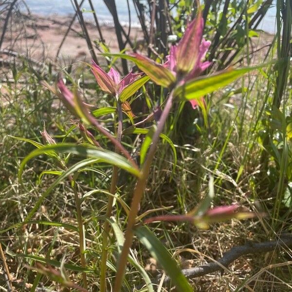 Castilleja elegans Blatt