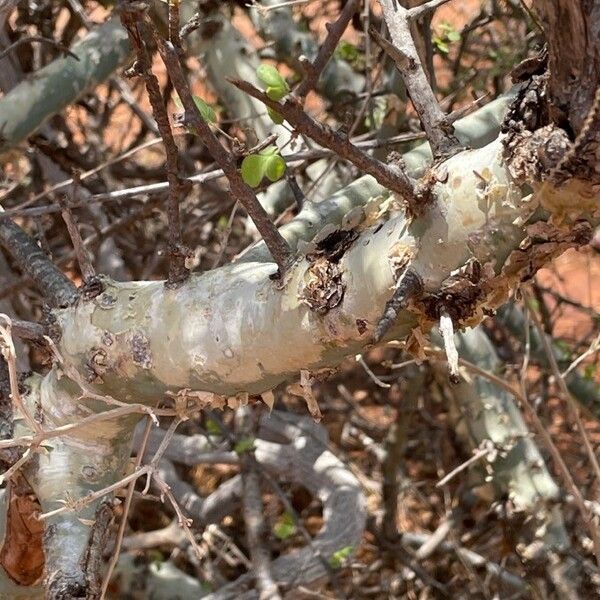 Commiphora kataf Bark