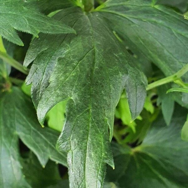 Delphinium elatum Hoja