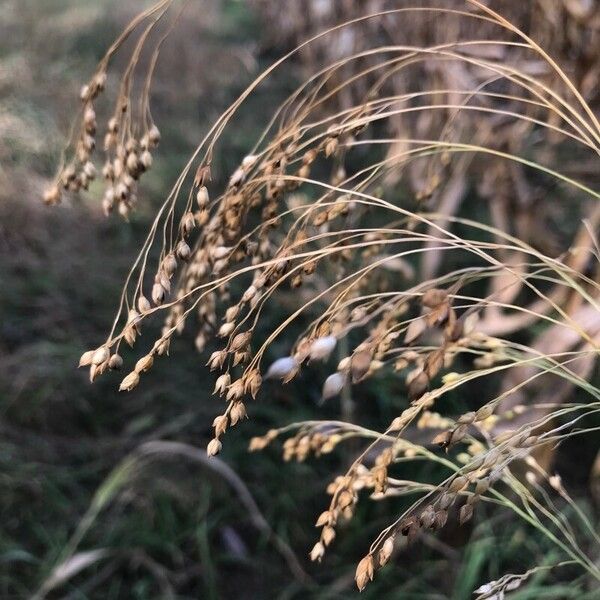 Panicum miliaceum Frukto