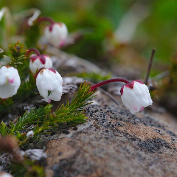 Cassiope hypnoides Flower