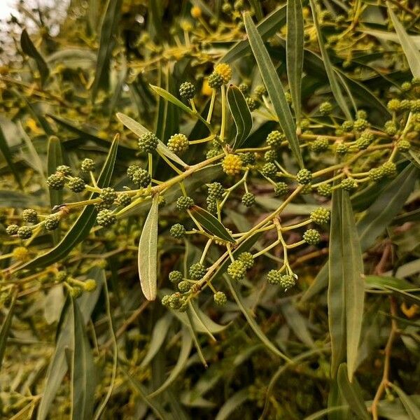 Acacia pycnantha Листок