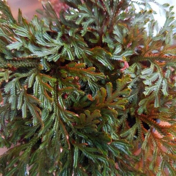 Selaginella haematodes List