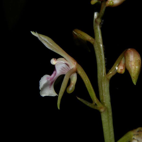 Oeceoclades maculata Žiedas