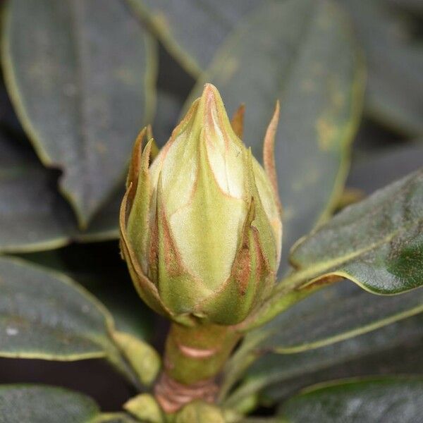 Rhododendron adenogynum Other