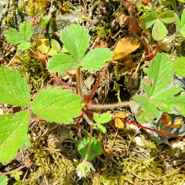 Potentilla grandiflora Leaf