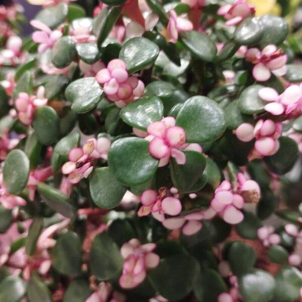 Crassula multicava Flower