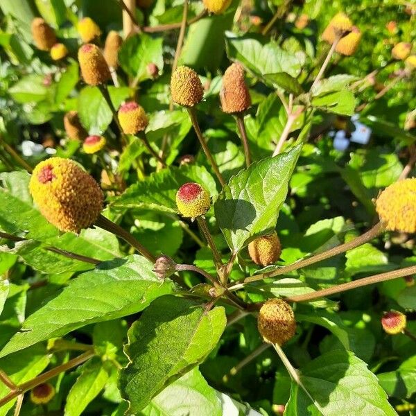 Acmella oleracea Flor