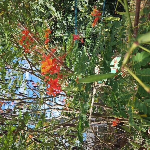 Caesalpinia pulcherrima Flower