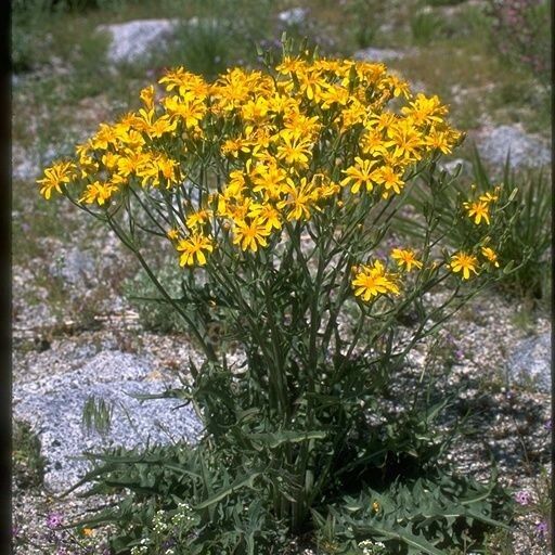 Crepis occidentalis Elinympäristö