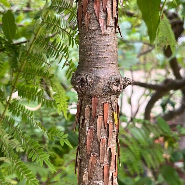 Araucaria angustifolia 樹皮