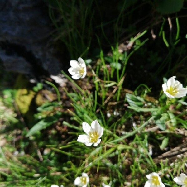 Gagea serotina Flower