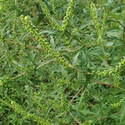 Ambrosia artemisiifolia Fruit