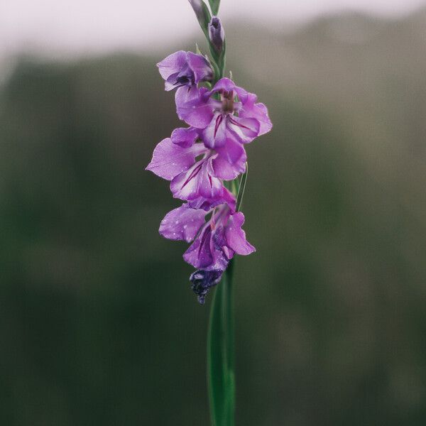 Gladiolus imbricatus Fleur