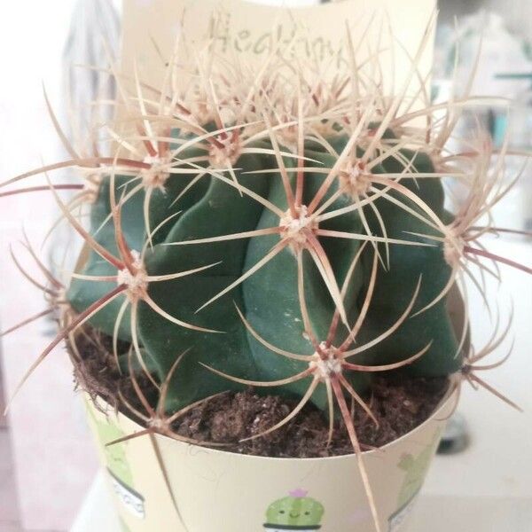 Ferocactus emoryi Levél