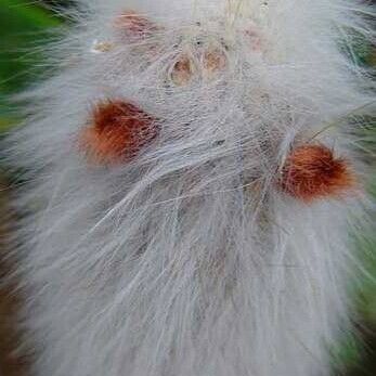 Cleistocactus strausii Flor