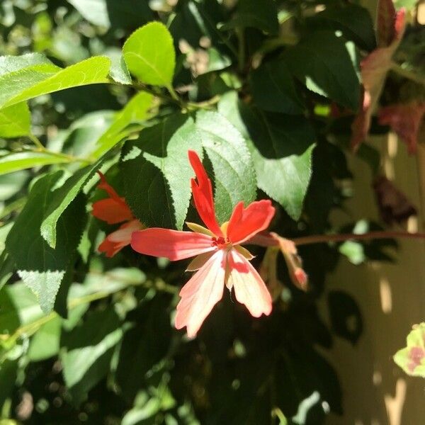 Passiflora manicata Cvet