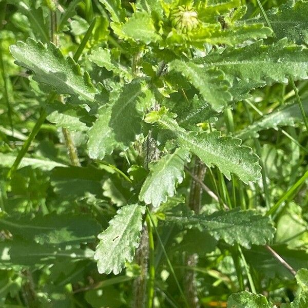 Leucanthemum vulgare List