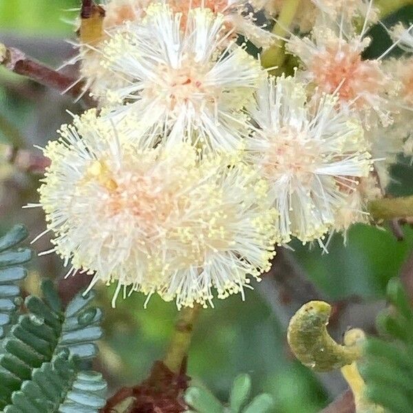Acacia mearnsii ফুল