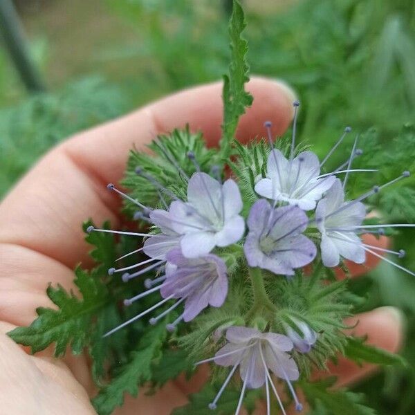 Phacelia tanacetifolia പുഷ്പം