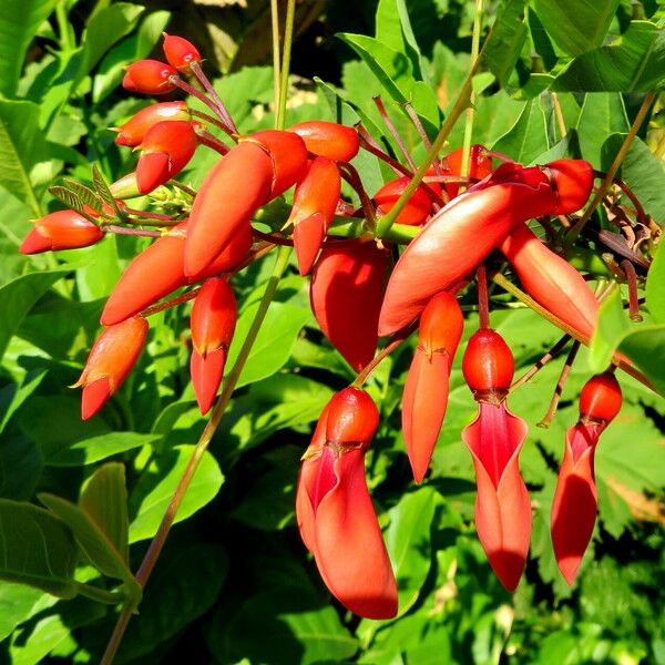 Erythrina crista-galli Λουλούδι