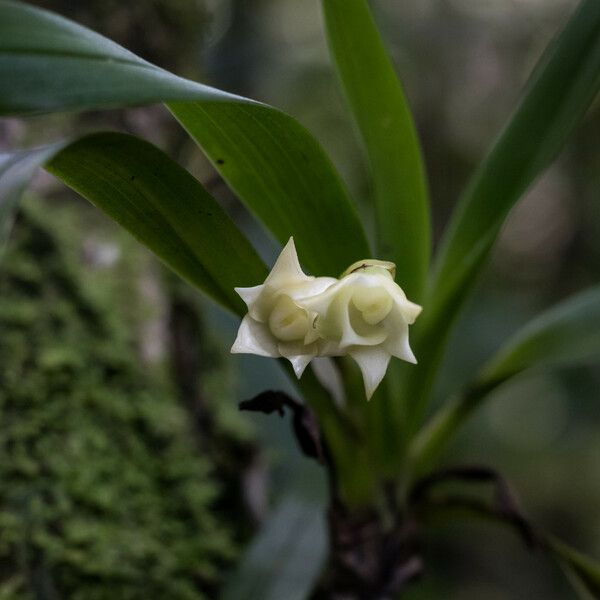 Angraecum cadetii Цвят