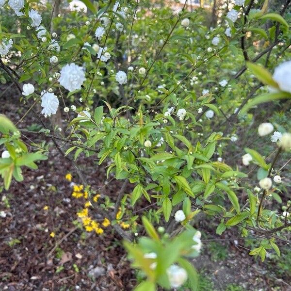 Prunus glandulosa Flors