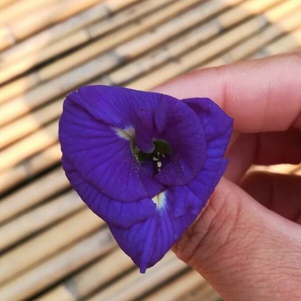 Clitoria ternatea Flower