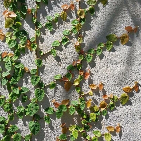 Ficus pumila Leaf