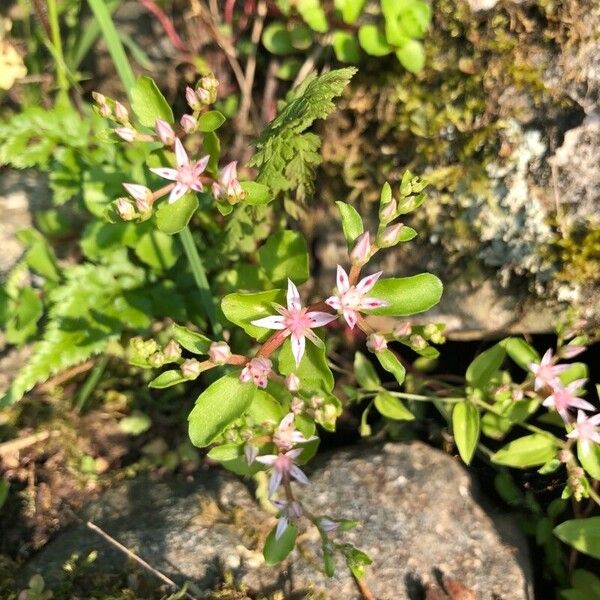 Phedimus stolonifer 花