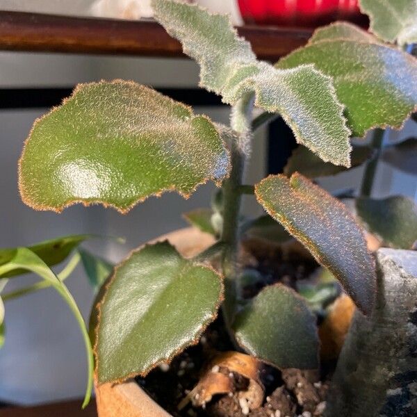 Kalanchoe beharensis Leaf