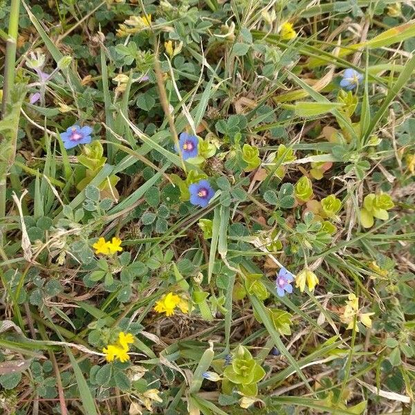 Lysimachia foemina Flor