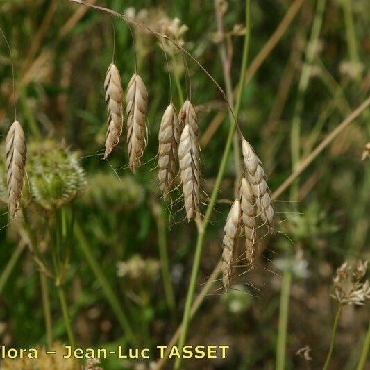 Bromus squarrosus 花