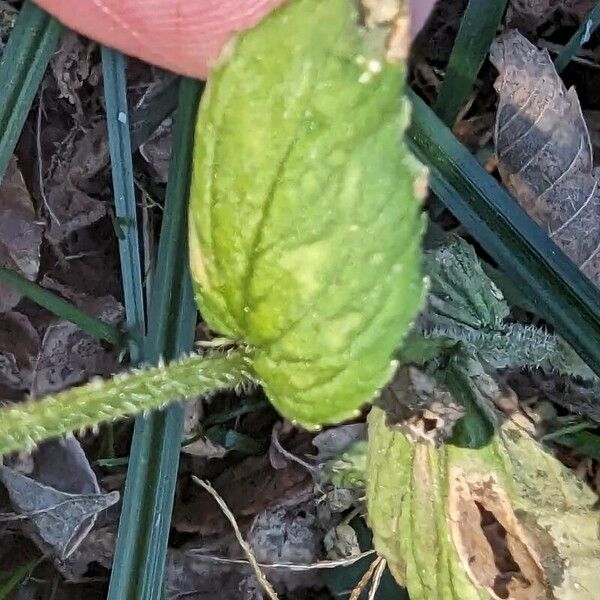 Lobelia inflata Leaf